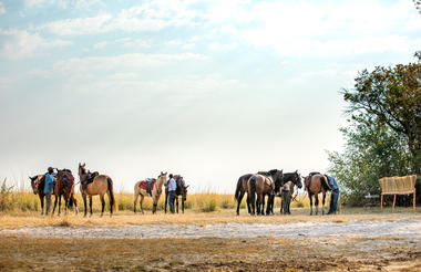 Horses ready to go