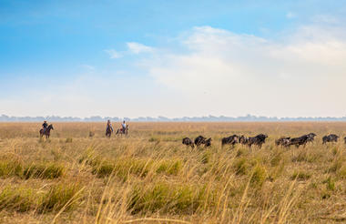 Horse back safari