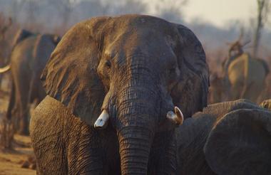 Hwange Experience