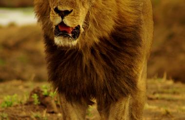 Hwange Experience