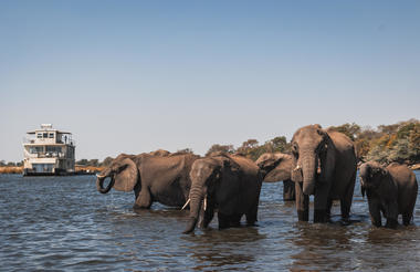 Chobe Princess with Elephant heard