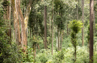 Kitich Camp Forest Walks