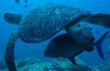 tortuga