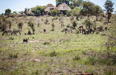 wildlife at the lodge