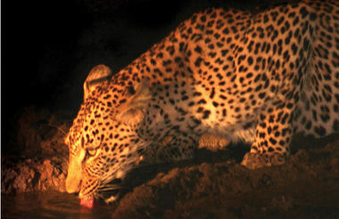 Central Kalahari Game Viewing