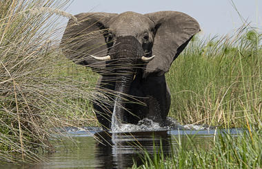 The elephant