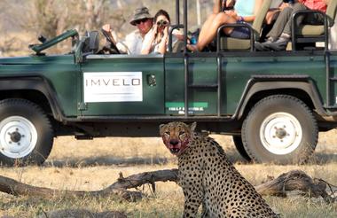 Cheetah kill