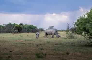 Rhinos in the rain
