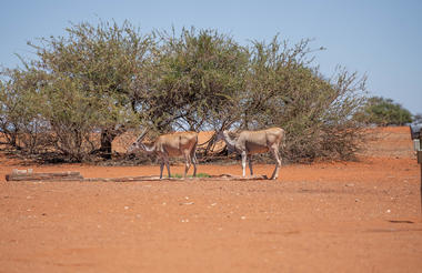 Kalahari Anib Lodge Activity
