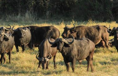 Buffalo on the Nehimba Seeps