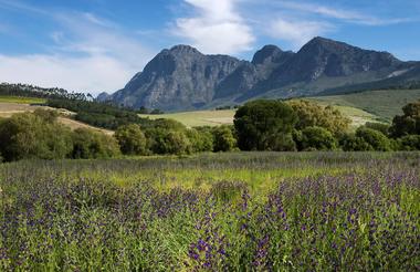 Lavender Field