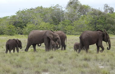 Forest Elephants