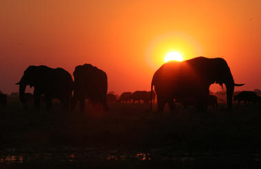 Chobe Day Trip