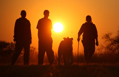 Lion Walk