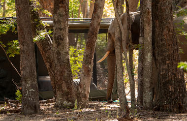 Acacia Camp