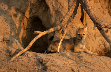 Hwange Wildlife