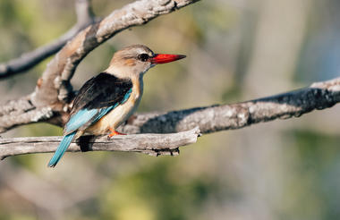 Chundukwa River Cruise