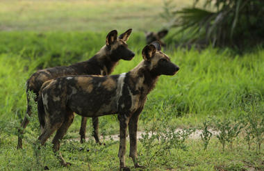 Ubuntu Camp - Wild dogs