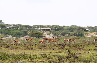 Ubuntu Camp - Impala