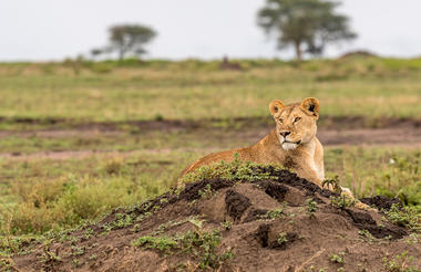 Ubuntu Camp - Lioness