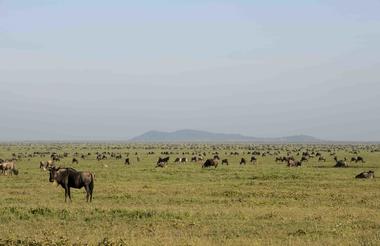Ndutu Under Canvas - South Serengeti