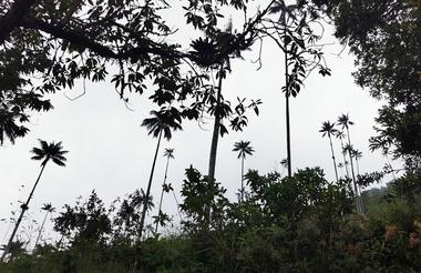 COCORA