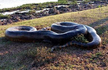 ANACONDA