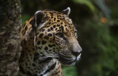 JAGUAR