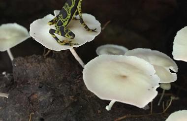 Rana