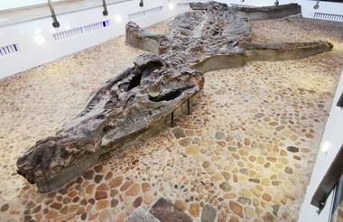 MUSEO PALEONTOLOGICO