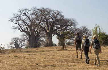 The Great Baobabs