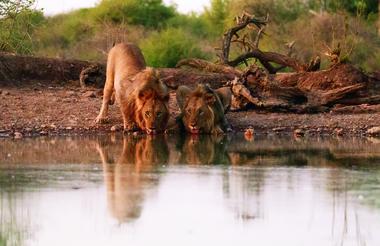 Lions at Terrapin Hide Waterhole