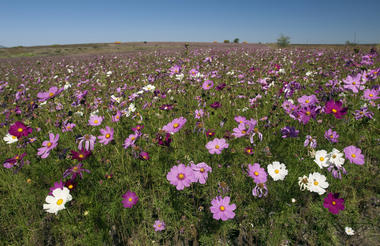 Cosmos