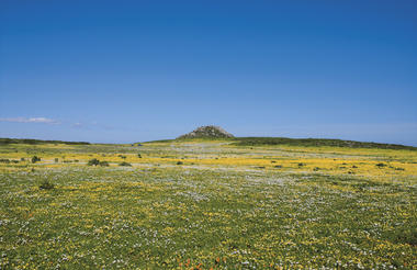 Daisies