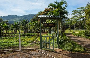 Organic Garden