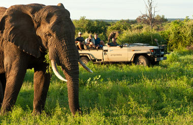 Elephant sighting