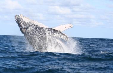 Whale watching from the lodge