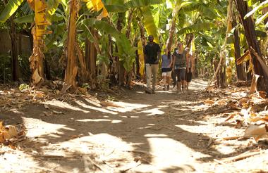 Village walk trough banana field