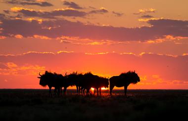 Second biggest wildebeest migration in Africa