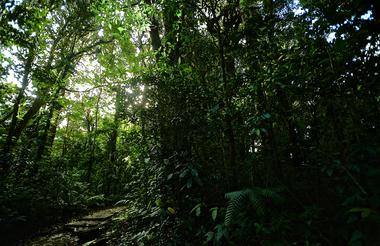 Santa Elena Reserve Tour