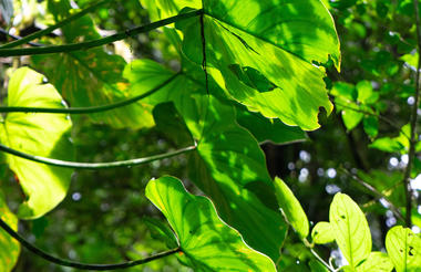 Santa Elena Reserve