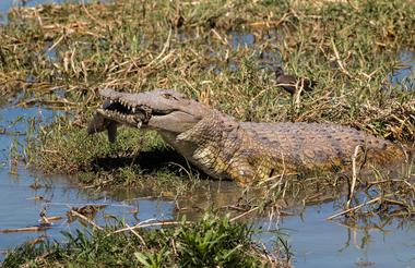 Crocodile At Waterhole
