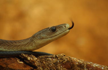 Black Mamba