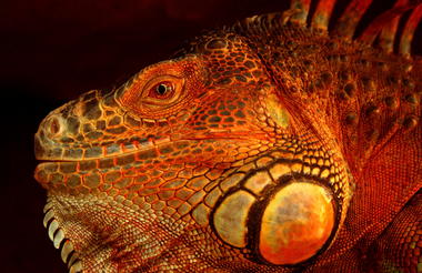 Green Iguana