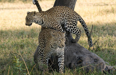 Playful sightings