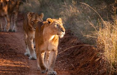 Game drive