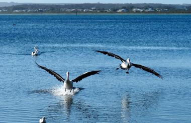 Pelicans of American River