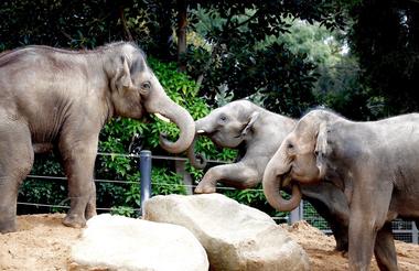 https://www.facebook.com/zoosvictoria/photos/a.282967998067.142495.278932298067/10155786493358068/?type=3&theater