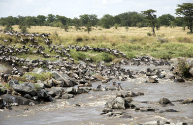 Mara River Crossing - the greatest show on earth
