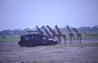 Giraffes - as close as you dare